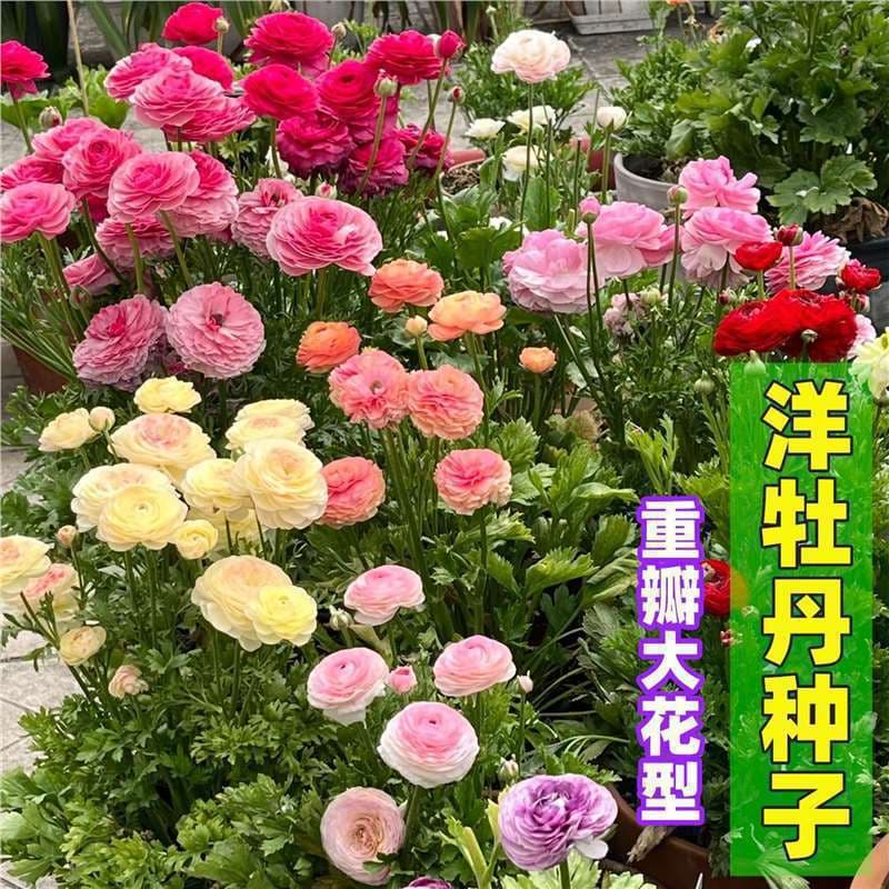 【Cross-Border Supply】Peony Flower Seeds, Double-Petaled Multicolor Peony Seeds for Year-Round Balcony Pot Planting