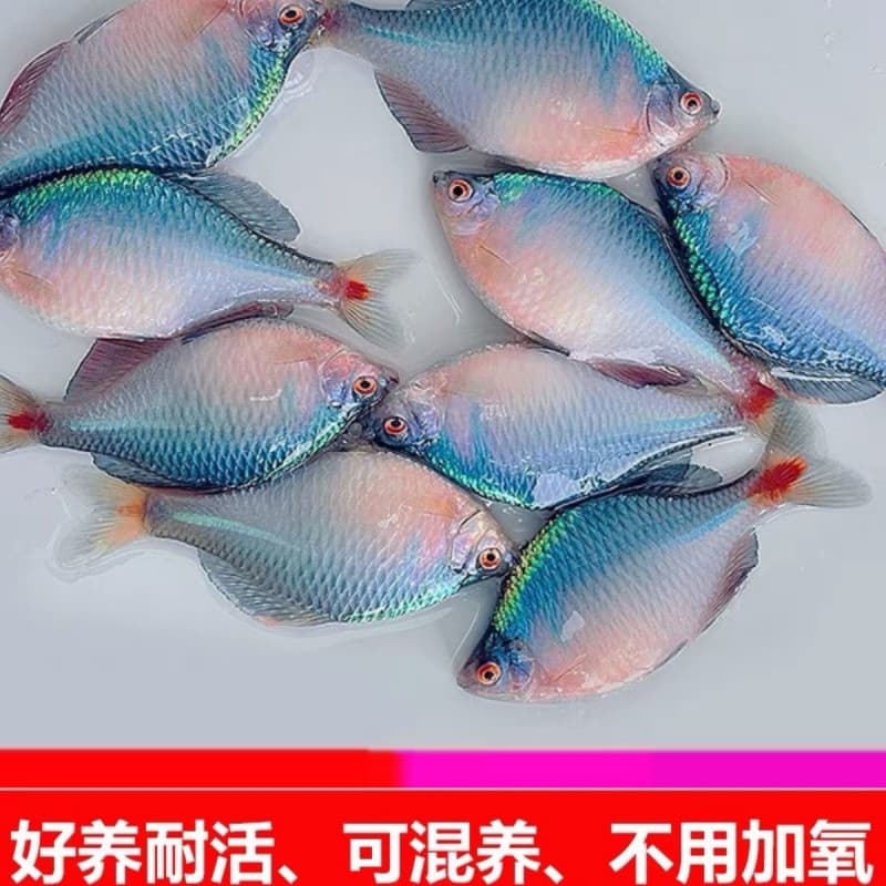Easy-care freshwater ornamental bitterling fish, colorful stone side-skin algae-eating coldwater fish, small fry, native schooling fish