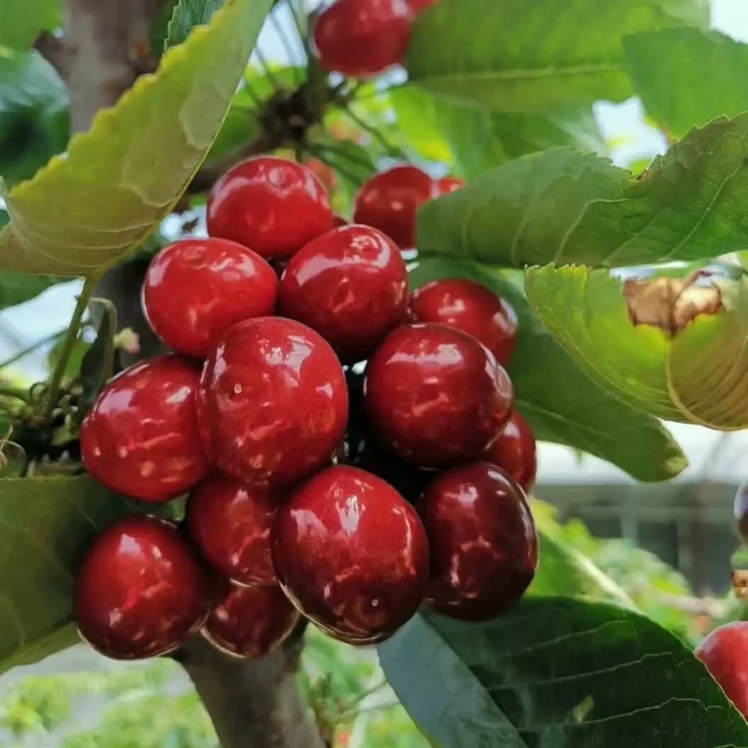 Cherry Seedlings: Frisco, Rocket, Yellow Honey, Brooks, Red Light, Qimei, Early, Santina Large Cherry Trees