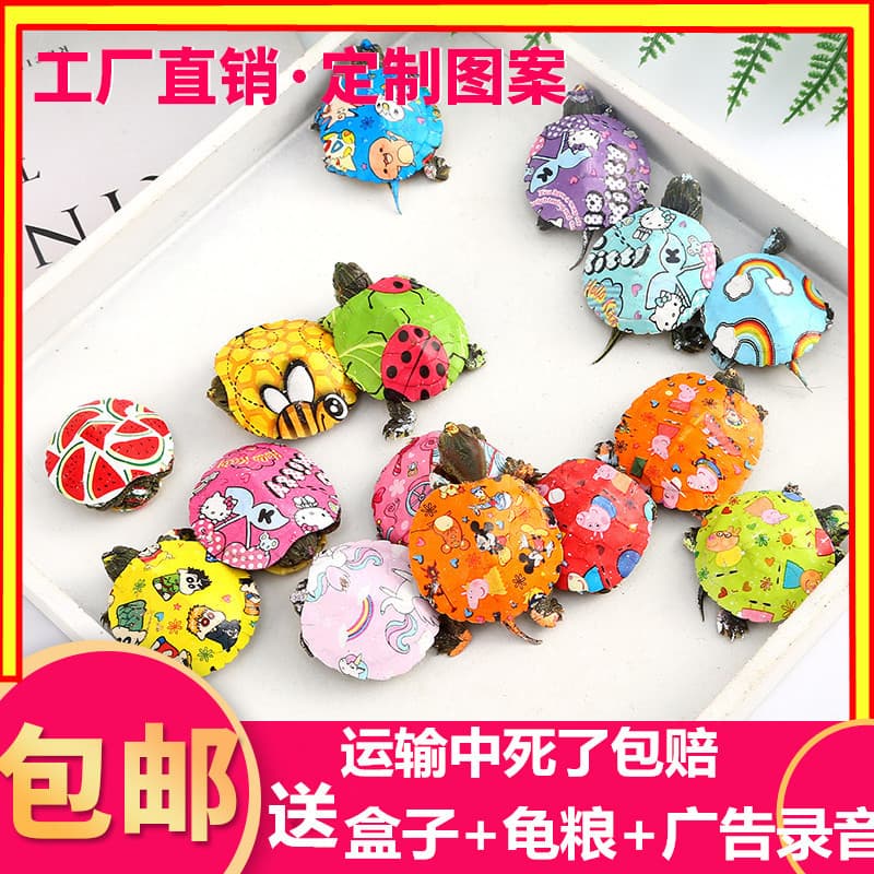 Factory Direct Colorful Little Turtle Brazilian Turtle Neon Little Turtle Live Pet Rainbow Ornamental Turtle