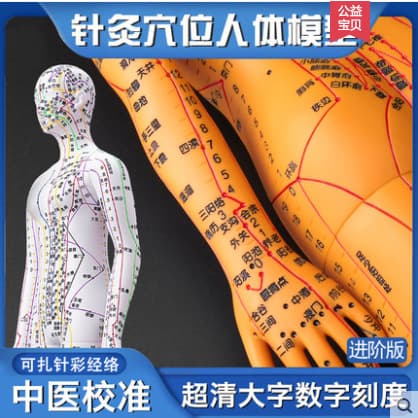 Acupuncture Point Human Body Model Full Body Traditional Chinese Medicine Meridian Needling Plastic Model Political River Brand