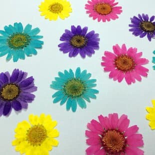 White Chrysanthemum Sunflower Daisy Bulk Wholesale Dried Flower Epoxy Pressed Flower Manufacturer Phone Case Dried Flower