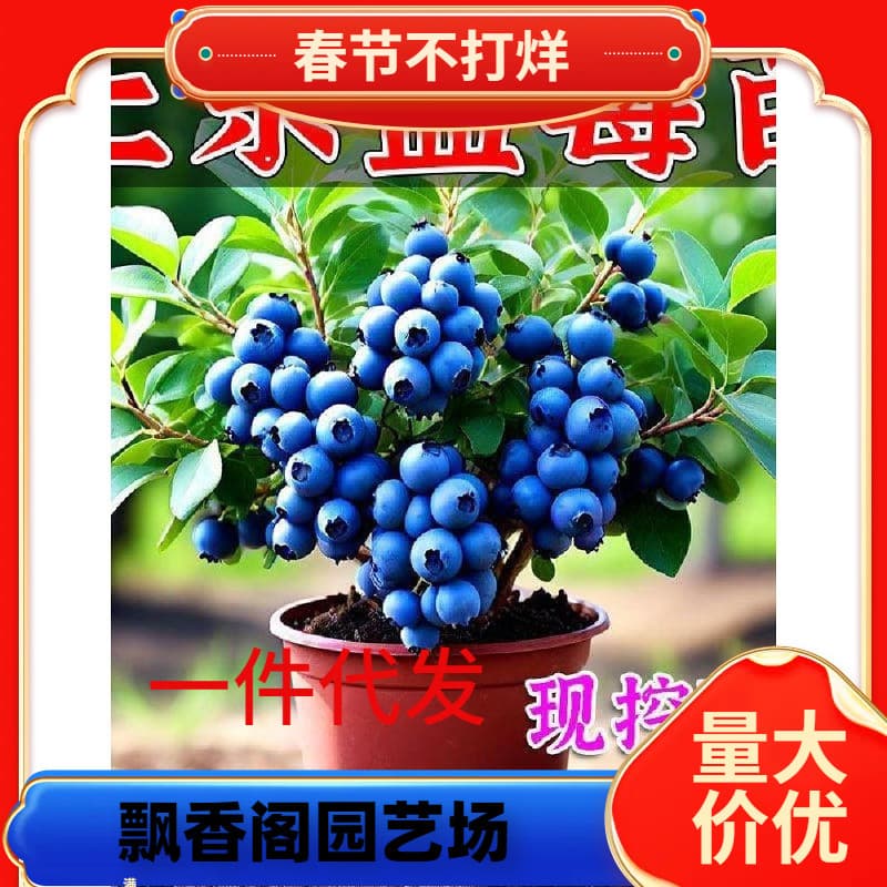 New Blueberry Fruit Tree Seedlings Blueberry Seedlings Potted Ground Grown Large Fruit Suitable for North and South Planting Rabbit Eye Emerald Fruit Tree