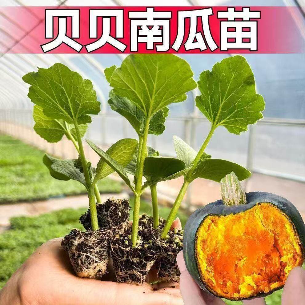 Green Baby Pumpkin Seedlings, High-Yield Chestnut Pumpkin, Small Pumpkin Seedlings, Sweet and Glutinous Pink-Skinned Pumpkin, Seasonal Vegetables