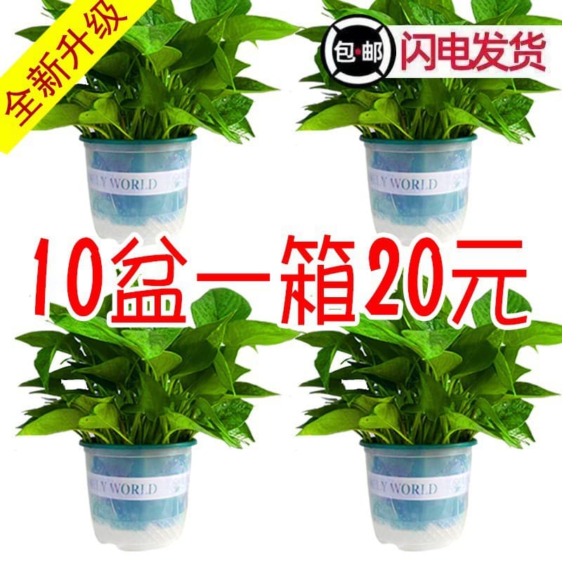 180 Green Pothos Potted Plant Hanging Vine Small Pot Desktop Hydroponic Plant
