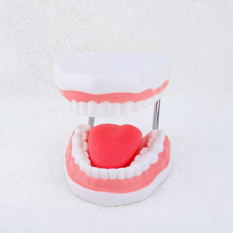 Oral teaching models, dental materials, dental consumables, dentures, 6x magnification, tooth model with tongue, teaching aids