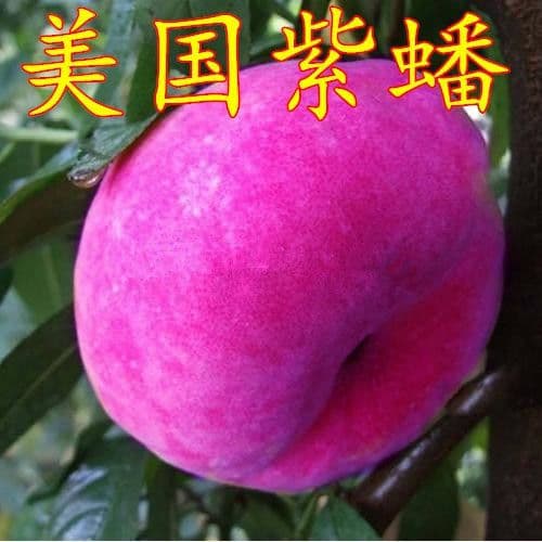 Extra Cold-Hardy Flat Peach Tree Seedling - American Red Flat Peach, Purple Flat Peach, Brazilian Rose Grafted Seedling, Bears Fruit in the Same Year