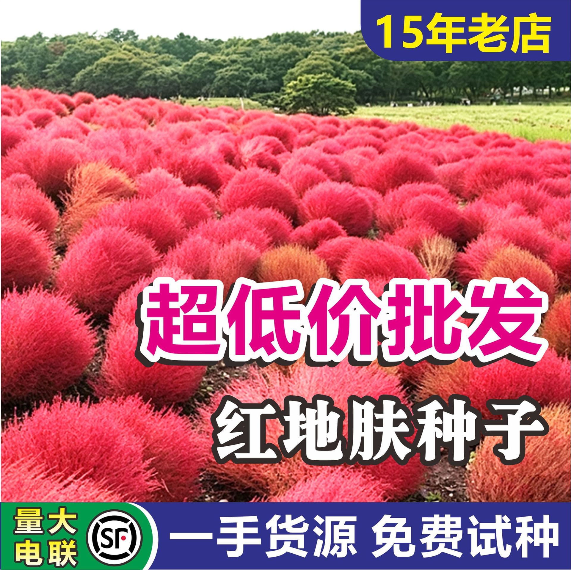 Red Kochia seeds wholesale Red leaf Kochia broom seeds Scenic area flower sea landscaping courtyard greening project grass flower seeds