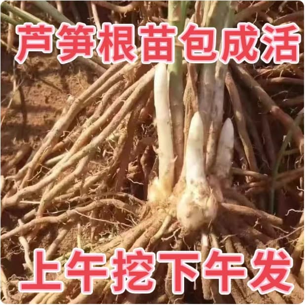 Freshly Dug Asparagus Root Seedlings, Four-Season Planting Vegetable Seedlings, Edible Garden Seedlings, Potted Asparagus Seeds