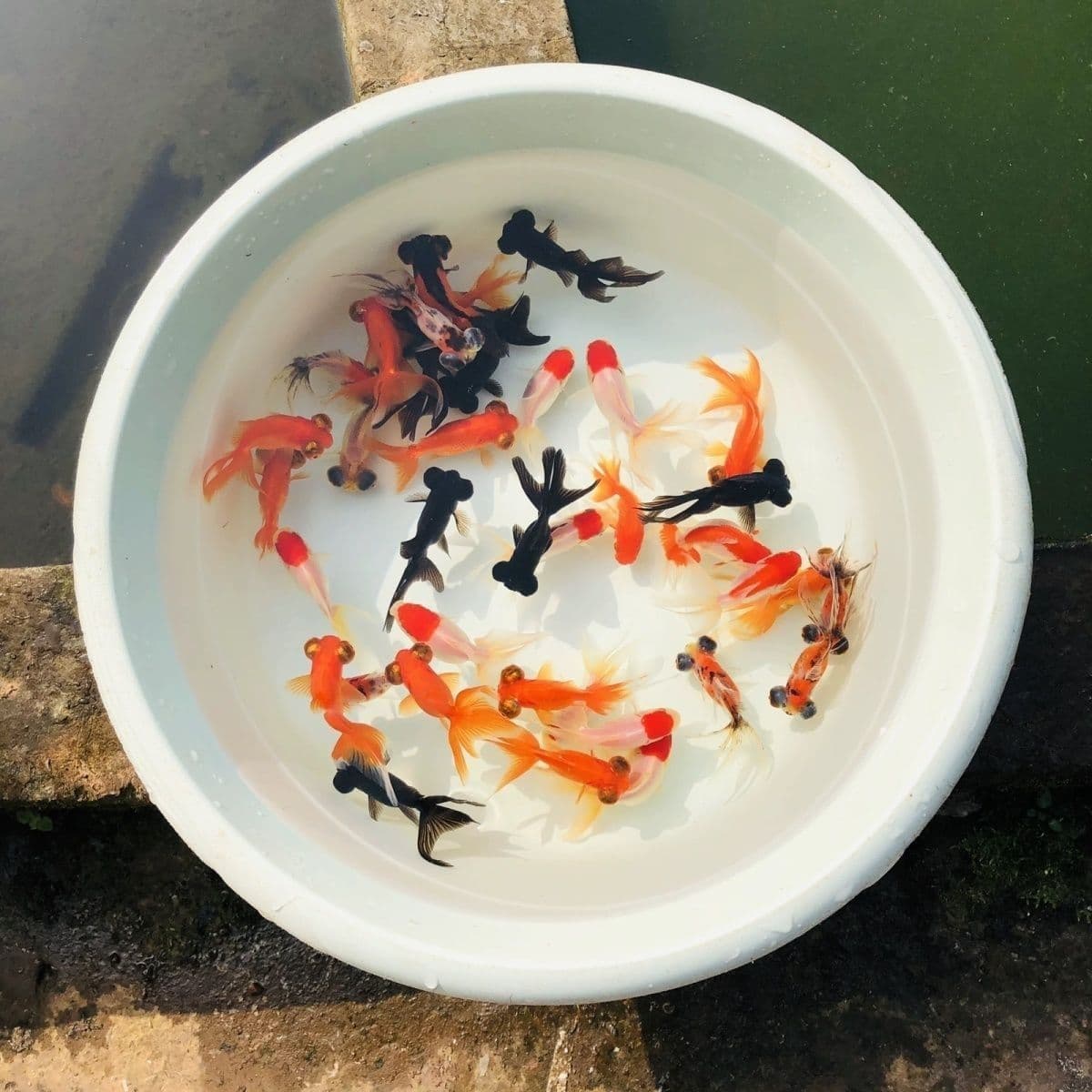 Lucky Goldfish - Easy to Keep, Hardy Ornamental Fish, Coldwater Parrot Fish, Live Fish, Red Cap Oranda, Lionhead, Lucky Dragon Eye, Factory Direct