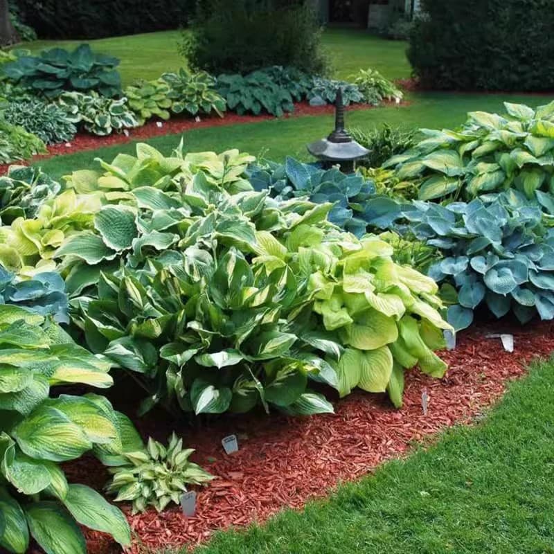 Hosta seeds, perennial herbaceous flower, easy to grow in all seasons, White Feather, White Crane, courtyard potted plant seeds