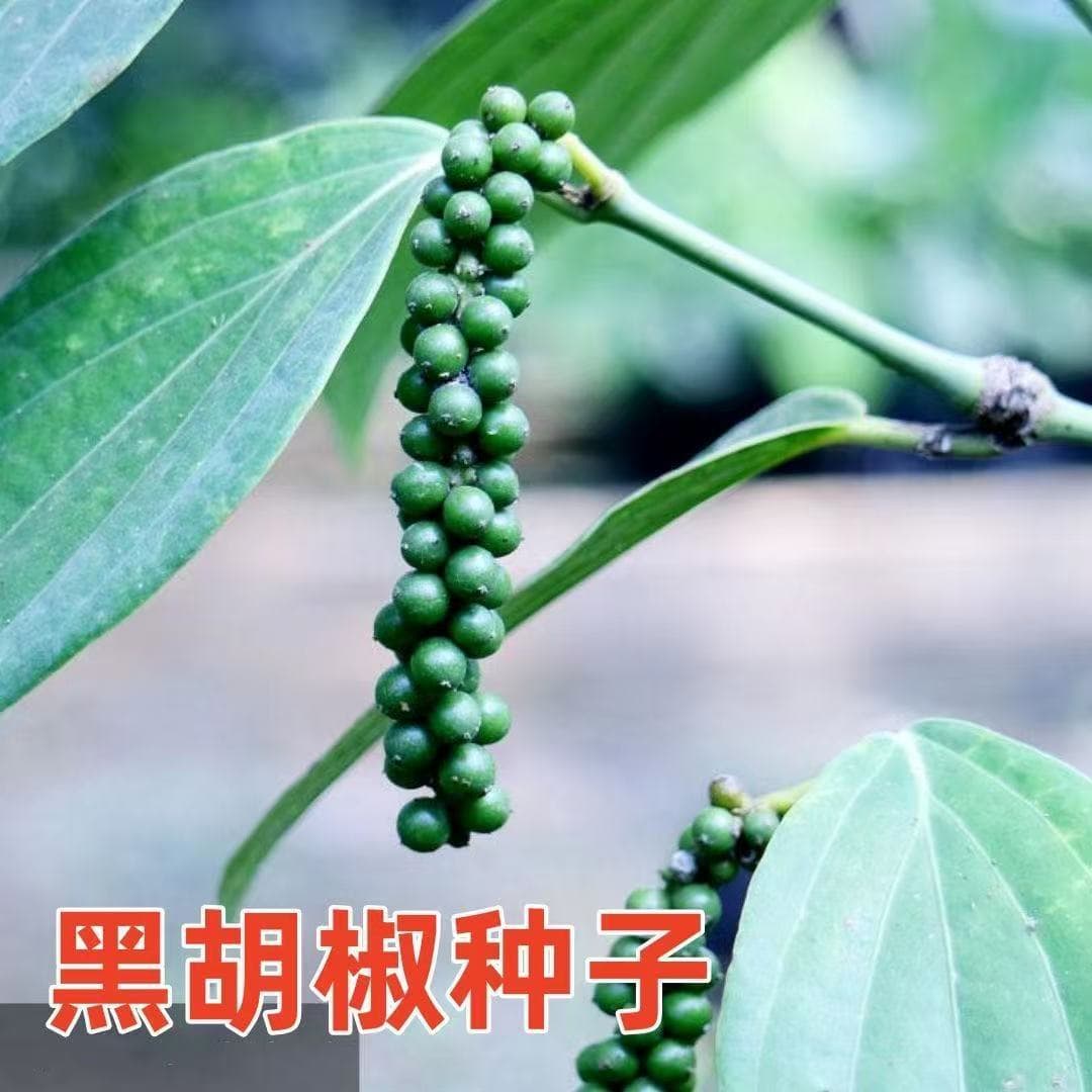 Cross-border Pepper Seeds Black Pepper White Pepper Coffee Bean Seeds Potted Plants Herbs Aromatic Seeds Collection