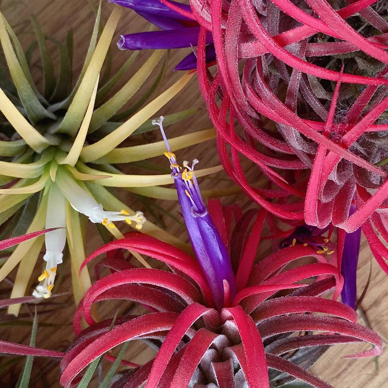 Direct from Manufacturer, Base Shipping, Air Plant, Soilless Plant, Tillandsia Stricta, Cupid Elf