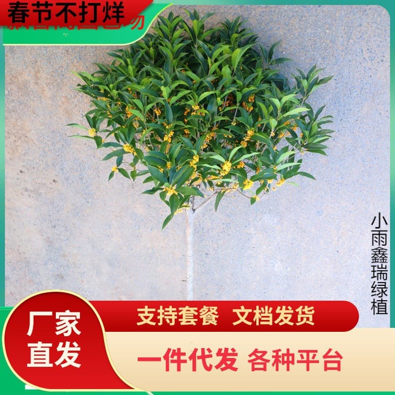 Drop Shipping Osmanthus Tree Seedlings Four Seasons Osmanthus Large Flowers August Courtyard Native High Trunk Golden Dan Tianxiang Taige Chen