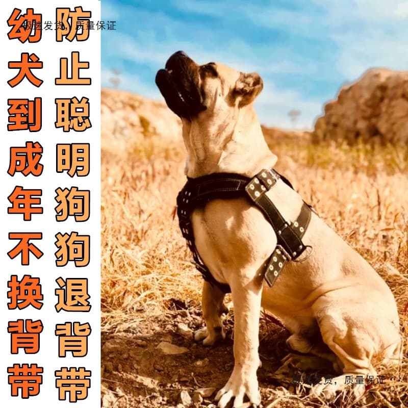 Dog Harness for Large Dogs, Pit Bull Training Set, Pet Vest Harness, Dog Chest Harness