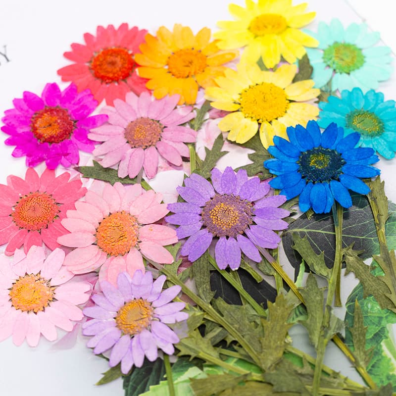 Crystal Daisy Dried Flower Pressed DIY Greeting Card Bookmark Resin Candle Accessory Kit Real Flower Decorative Painting Material