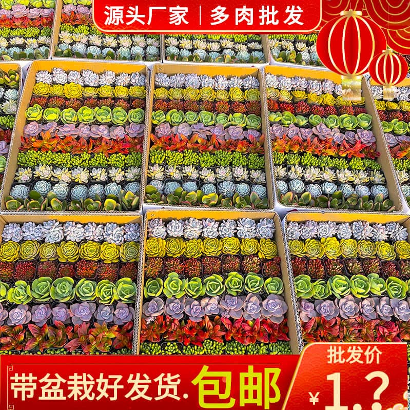 Succulent Base Wholesale Rainbow Box Succulent Plants for Stalls Succulent Plant Combo with Pot Free Shipping