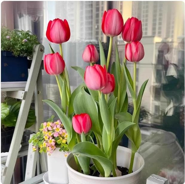 Tulip bulbs, perennial flower seeds, soil cultivation, hydroponics, indoor and outdoor garden planting, flower bulbs