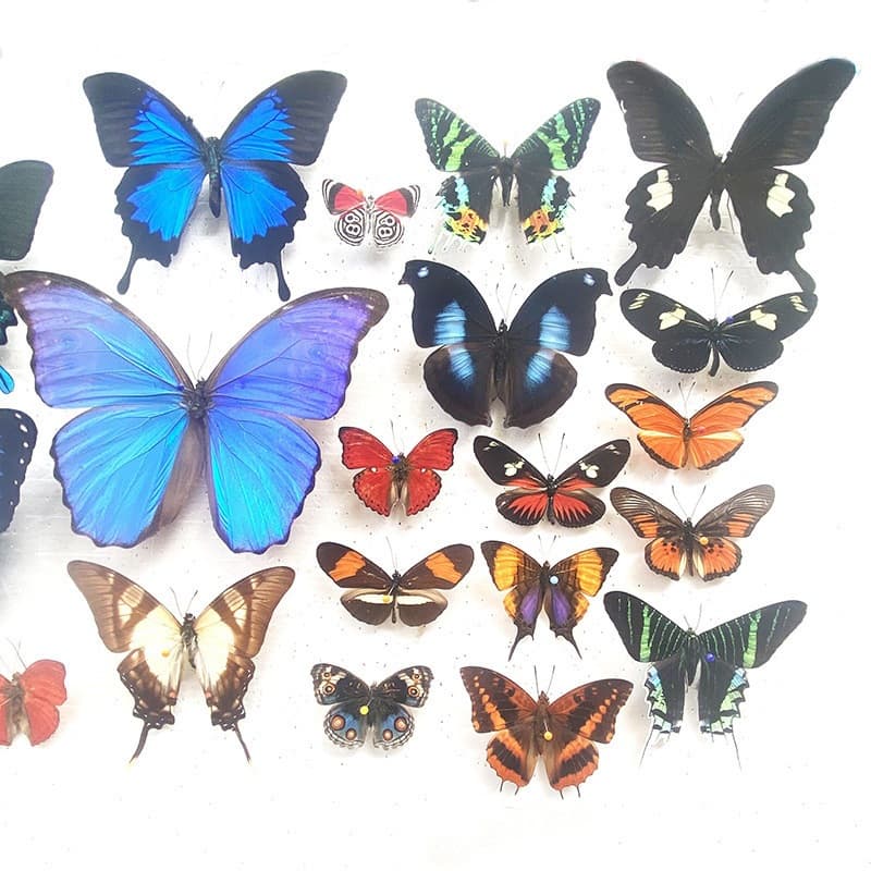 Butterfly specimens, assorted true butterflies, insects, kindergarten swallowtail butterflies, various spread-wing original butterflies, educational green belts, elegant gray butterfly beetles