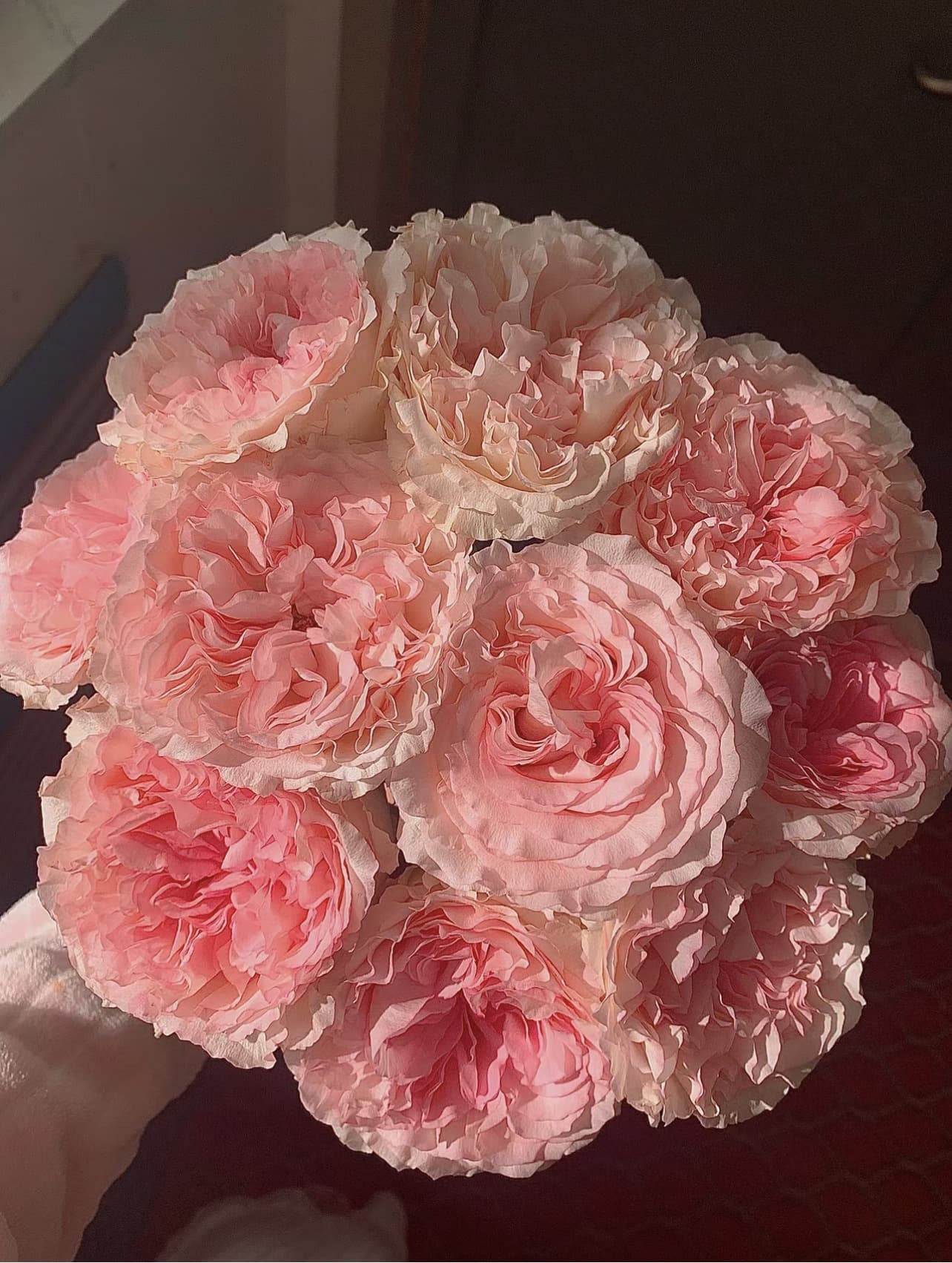 Rose Tree Seedlings Old Stakes Large Potted Plants Four-Season Blooming Flowers Red Roses Multicolor Juicy Sunshine