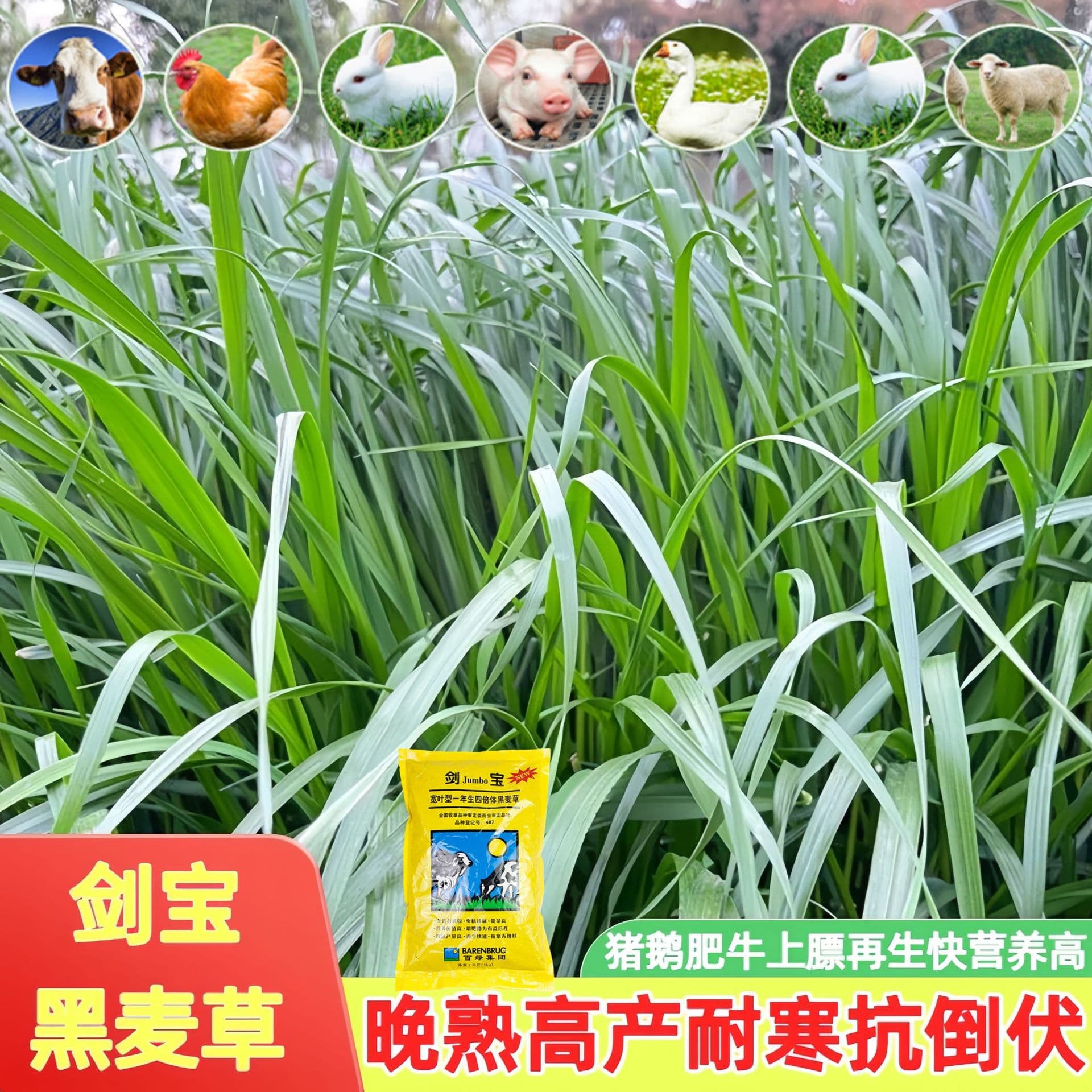 Jianbao Lodging-Resistant Ryegrass Seeds, Cold-Tolerant Forage Grass from the US, Grass Seeds for Cattle, Sheep, Pigs, Chickens, Ducks, Geese, and Fish