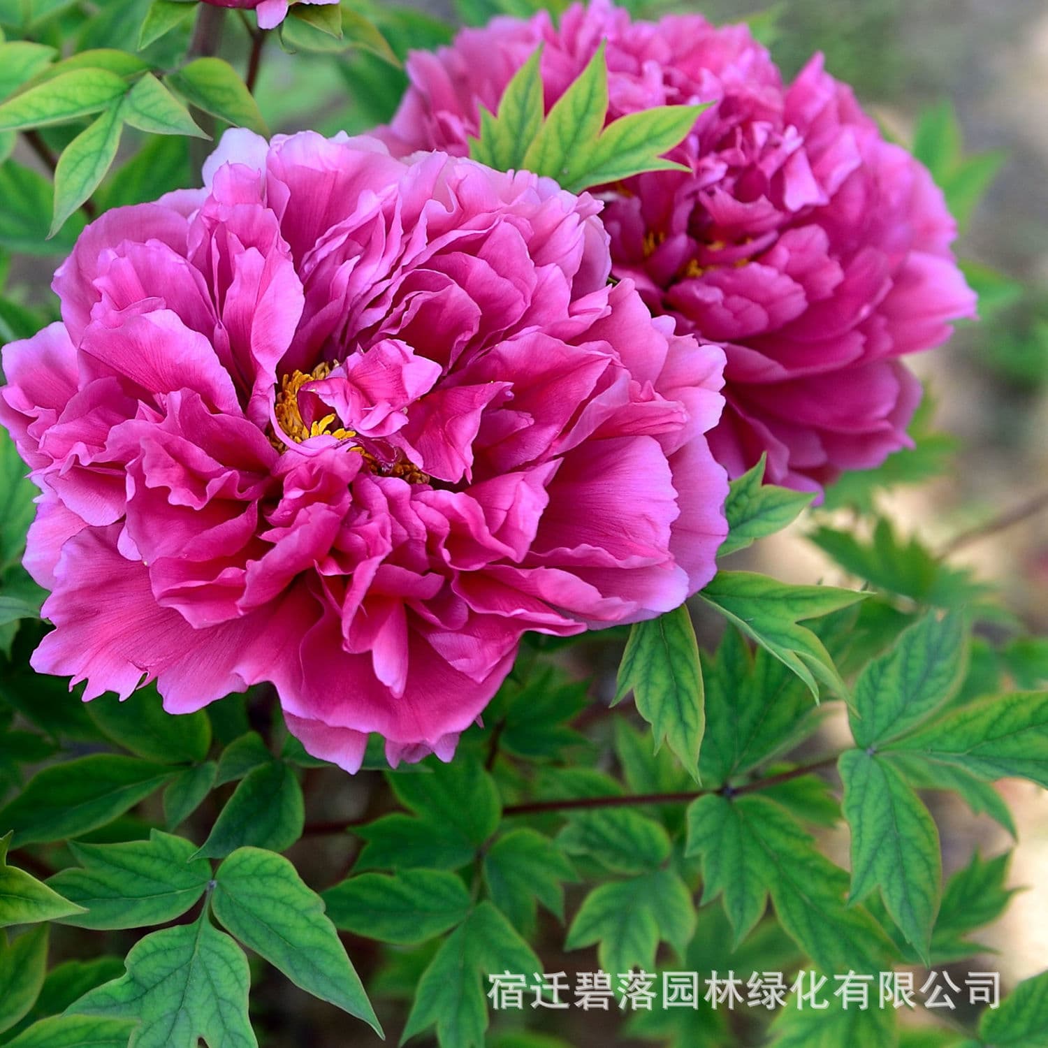 Luoyang Peony Seedlings Large Plants Indoor Flowers Easy to Grow Potted Courtyard Peony Trees