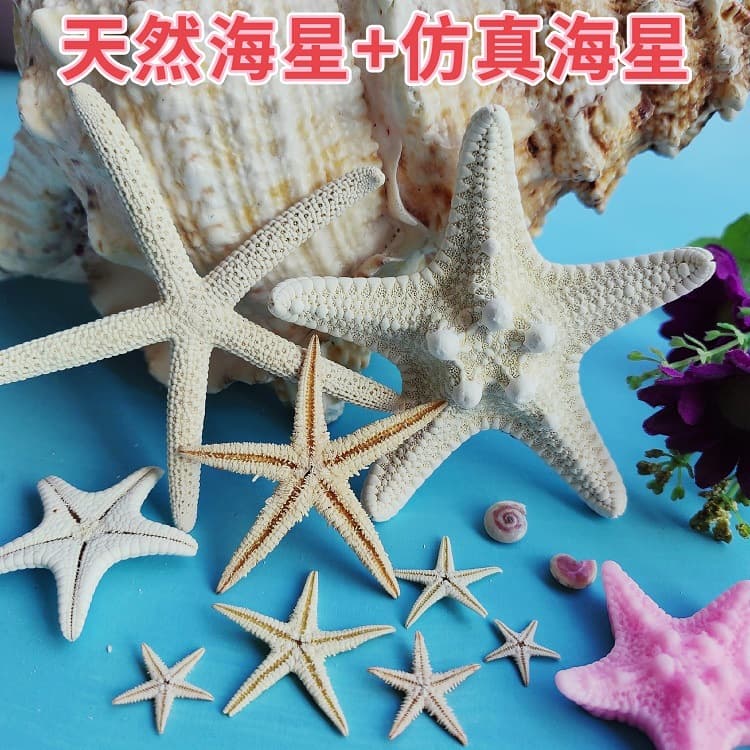 Natural Starfish DIY Handmade Material Decoration Ornament Pendant Bun Five-finger Flat Real Starfish