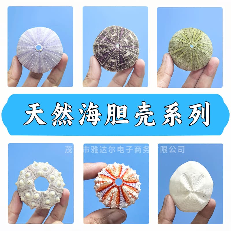 Manufacturer wholesale natural shells and conch crafts series, various styles and sizes of sea urchin shells, creative home decorations