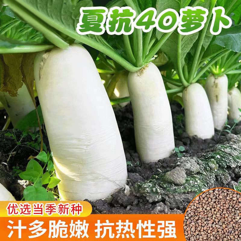 Early Maturity White Turnip Seeds Heat Resistant Summer Crop for Home Gardening Balcony Vegetable Plot Greenhouse Cultivation