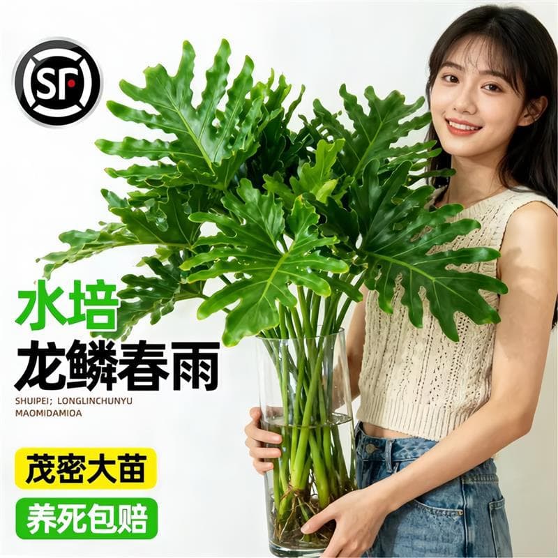 Hydroponic plants large old pile potted indoor living room water-raised large-leaf green plants that are evergreen all year round and are good for raising dragon scales and spring feathers