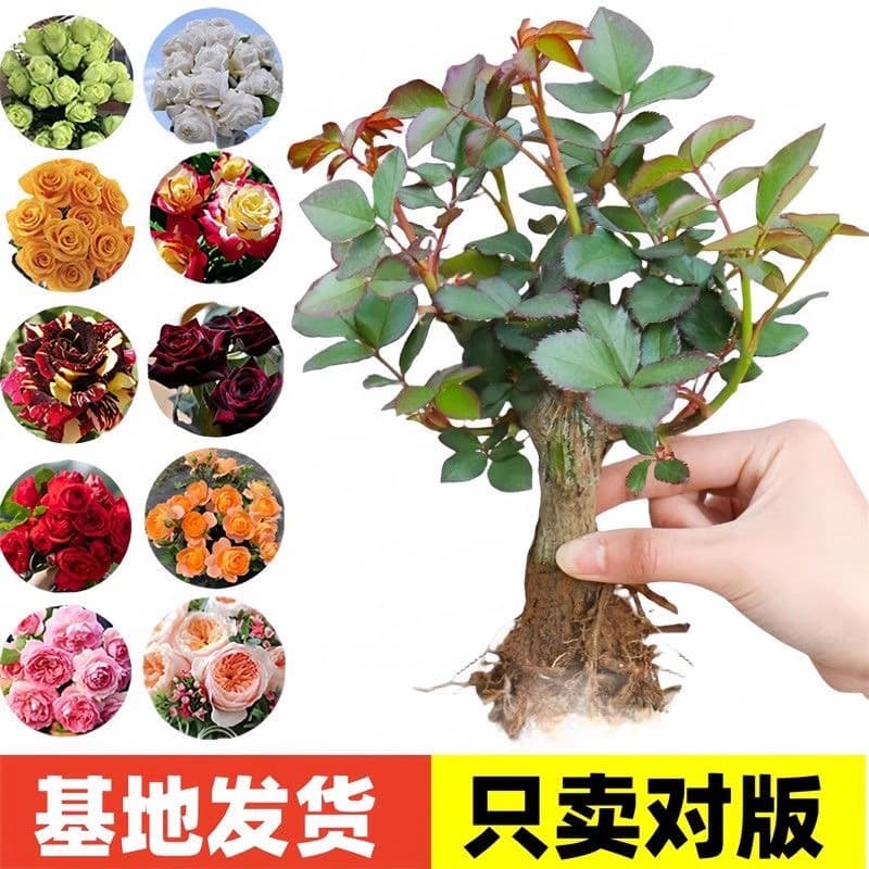 Old rose bushes that bloom in their first year, large and fragrant flowers, old roots, flowering plants, potted roses