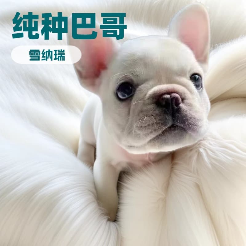 Purebred French Bulldog Puppy Live French Bulldog Short-haired Small Pet Dog Domestic Bulldog French Bulldog Puppy