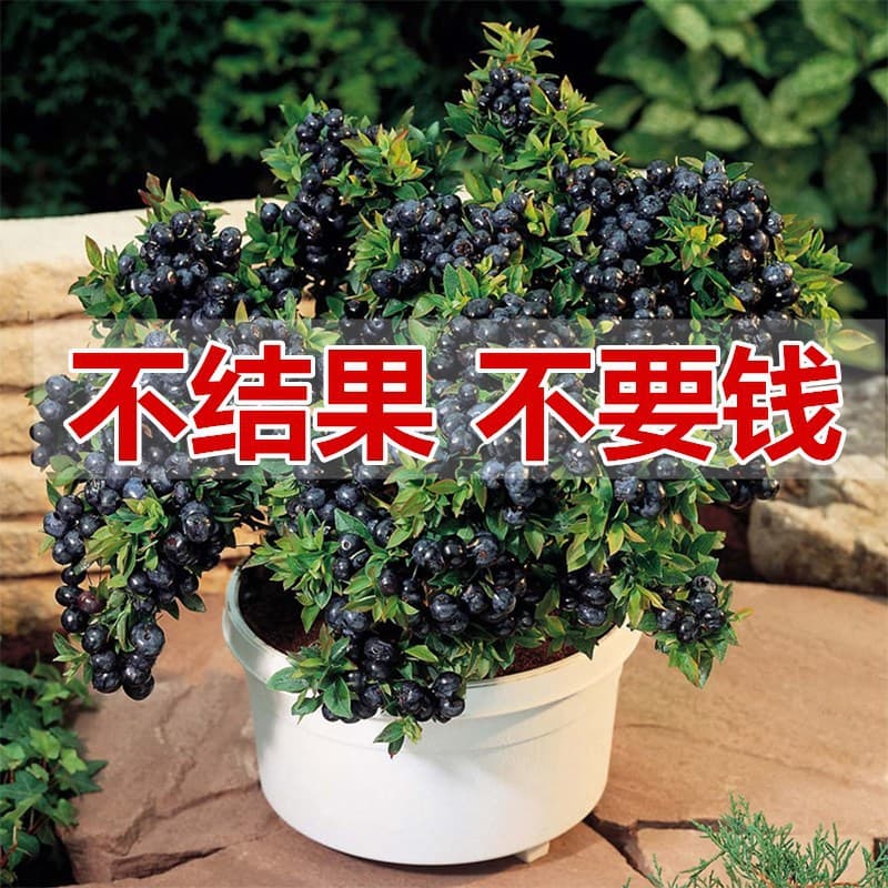 Blueberry Seedlings Potted Plants for Southern and Northern Regions, Suitable for Year-Round Balcony Fruit Tree Planting, Various Fruit Tree Seedlings for Gardens, Fruit Trees That Bear Fruit in the Same Year
