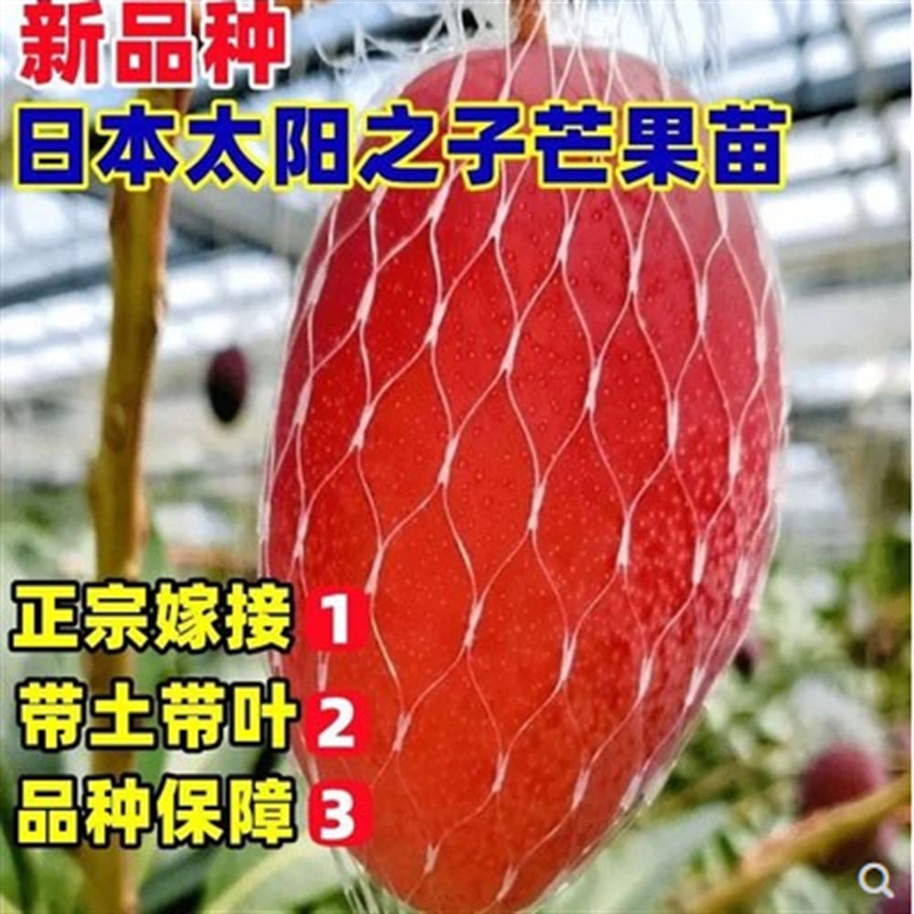 Grafted Coconut Mango Seedling Fruit Tree Seedling Tainong No. 1 Apple Mango Australian Mango Golden Glory Mango Courtyard Tree Seedling