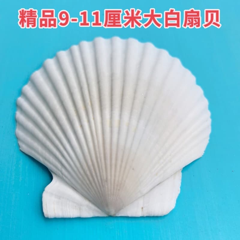 Natural Shells, Conch, Starfish Aquarium Decoration Micro Landscape Accessories DIY Handmade Shell Materials
