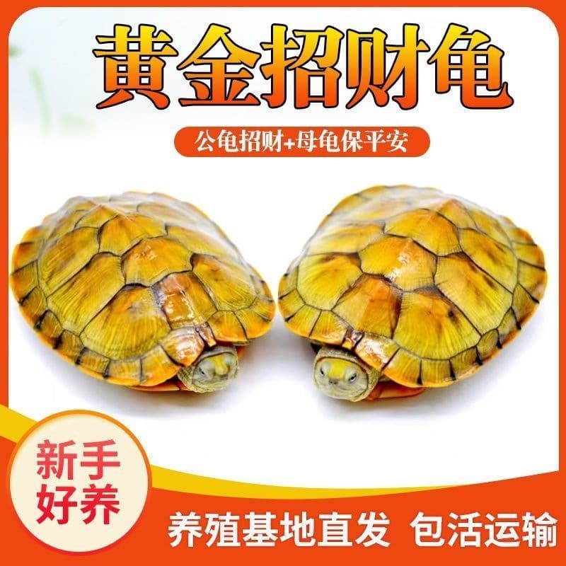 Fortune Golden Turtle Live Brazilian Pet Pair Ornamental Longevity House Guardian Couple Golden Brazilian Turtle