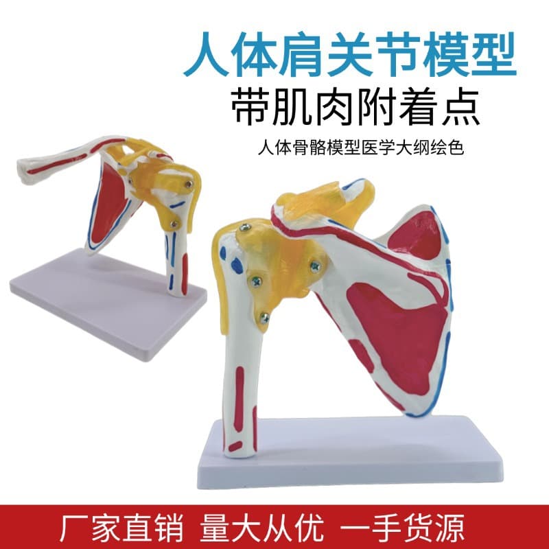 Muscle Insertion Point Shoulder Joint Model with Clavicle Scapular Ligament Orthopedic Fitness Yoga Teaching Demonstration