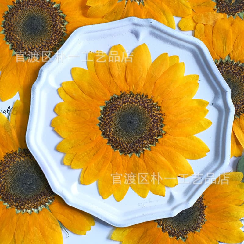 Sunflower Pressed Flower Dried Flower Specimen Handmade Teacher's Day Resin DIY Floral Art Epoxy Flower Pressed Flower Sunflower
