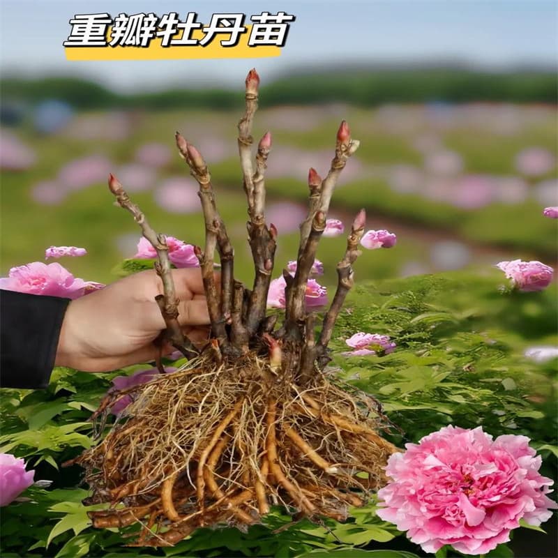 Peony Tree Sapling Potted Large Seedling Authentic Luoyang with Buds Four Seasons Double Petal Flower Peony Seedling