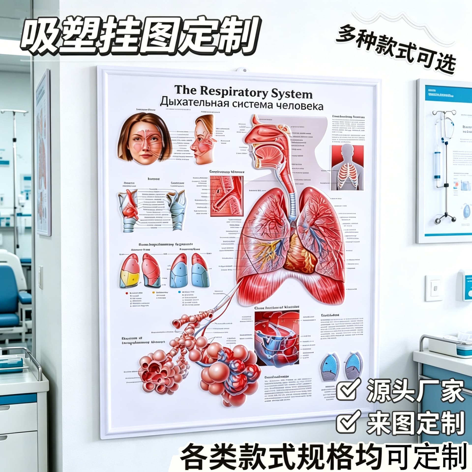 Cross-border Medical Anatomy Chart Blister 3D Poster Custom Relief Medical Chart Human Tissue Teaching PVC Poster