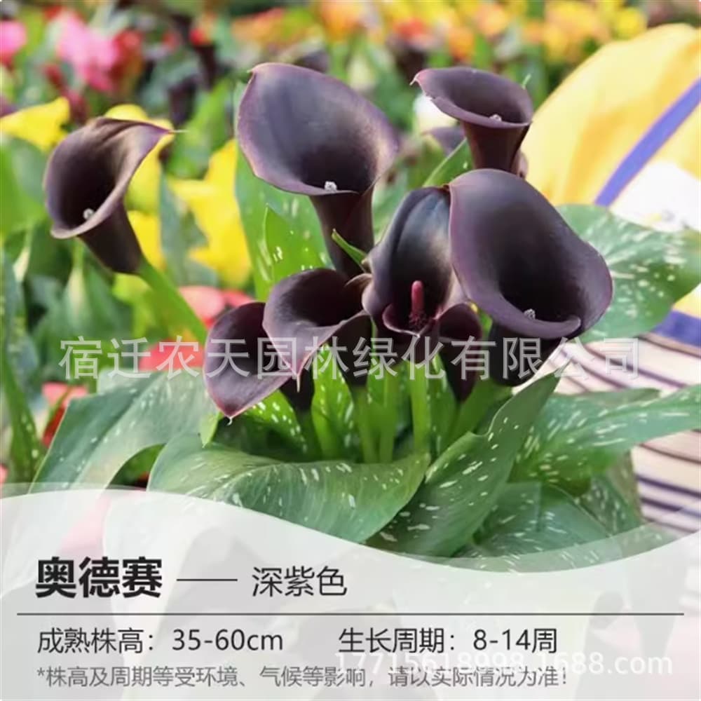 Mercedes Calla Lily Bulbs Colorful Tuber Rhizome Flower Plant Potted Ground Variety Four-Season Planting