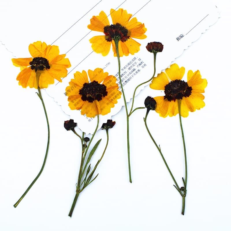 Branched Snake-eyed Coreopsis Pressed Dried Flower Material Wholesale DIY Kit Plant Specimen Real Flower Leaf Bookmark