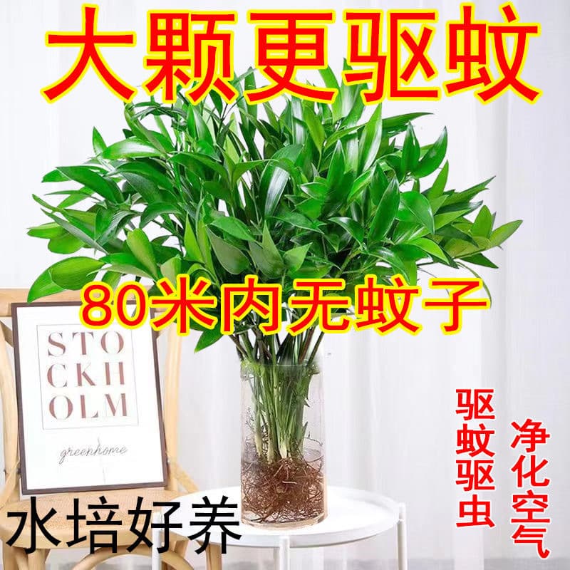Hydroponic Podocarpus macrophyllus desktop potted plant, indoor green foliage, living room mosquito-repelling plant, easy to care for, evergreen all seasons.
