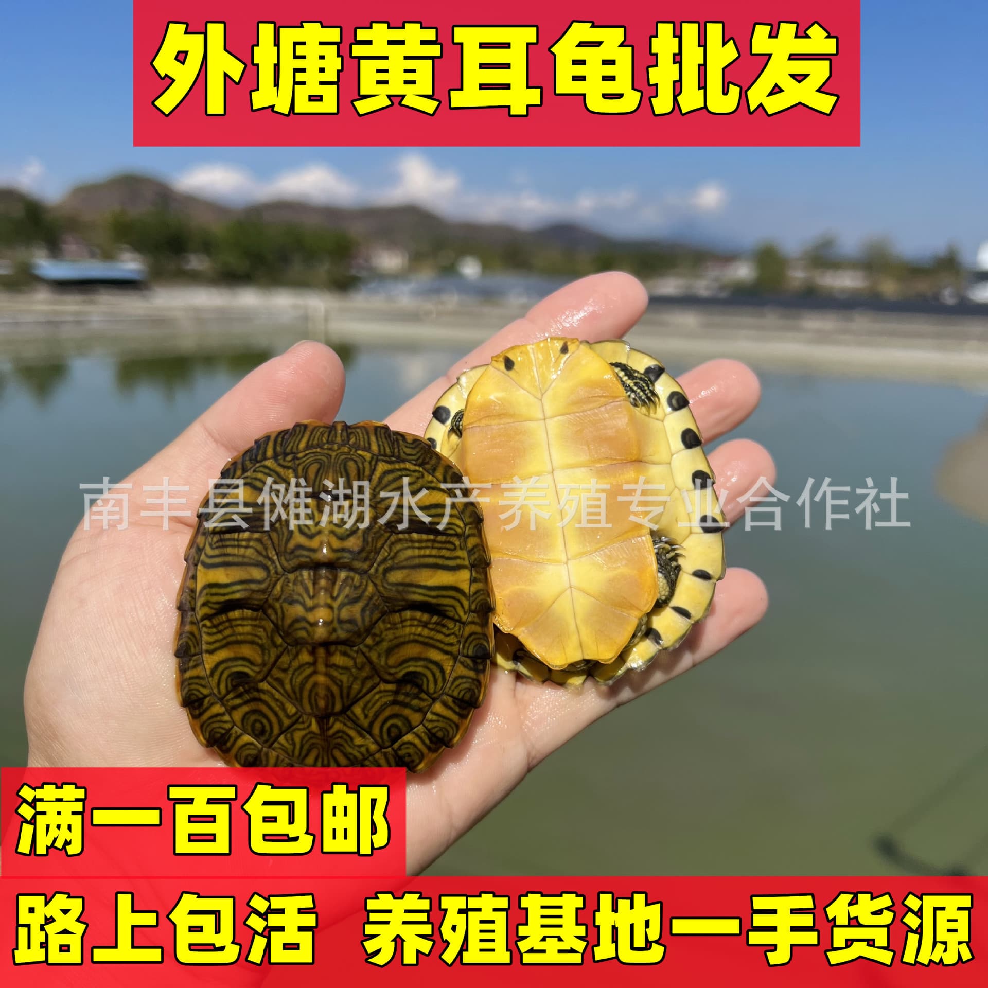 Deep Water Yellow-Bellied Slider Turtle Live Cold Water Longevity Pet Turtle Ornamental Feces-Eating Turtle Wholesale