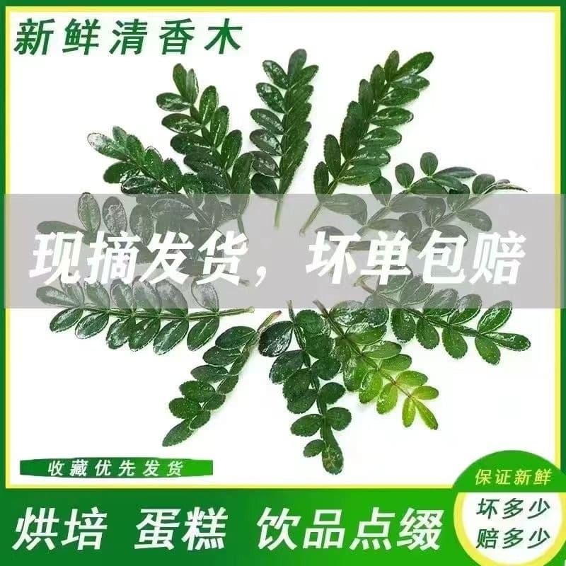 Fresh pepperwood cake decoration leaves, fresh baking plant garnish, dessert plating, edible pepperwood bonsai
