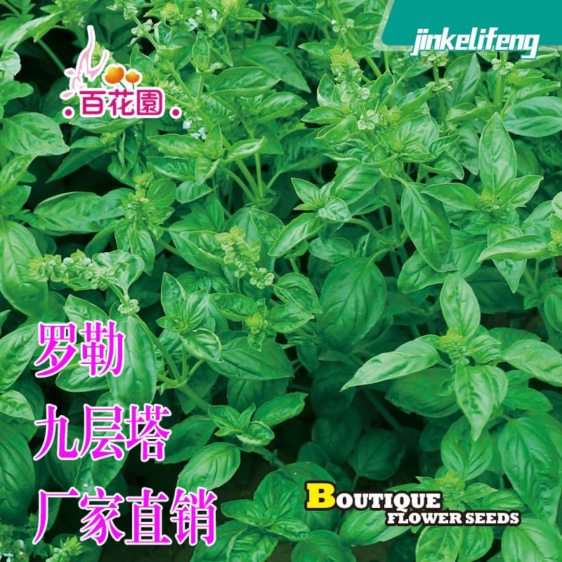 Large Leaf Sweet Basil Seeds, Mosquito Repellent Plant Seeds, Nine-Story Tower Seeds, Purple Leaf Basil, Summer Mosquito Repellent Potted Spice Plant