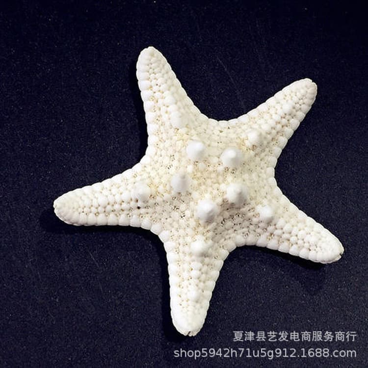 Natural Seashells, Conch, Five-finger Bread Starfish, Creative Mediterranean Home Decor, Fridge Magnet Materials Factory Wholesale