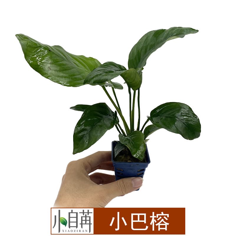Aqua Banyan Mini Banyan Banyan Big Leaf Banyan Banyan Real Aquatic Plant Live Ornamental Water Fish Tank Aquarium Landscaping
