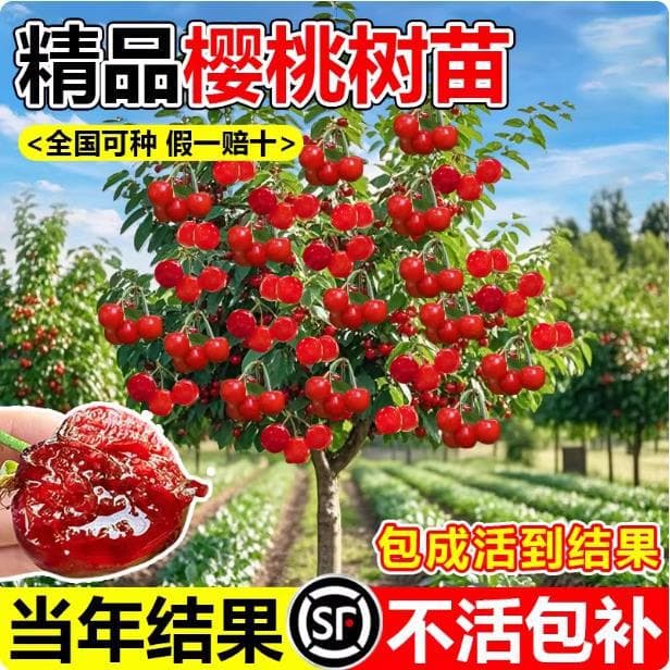 Cherry Tree, Large Cherry Seedlings, Chinese Soil Cherry Seedlings, Red Fei Fruit Seedlings, Potted Courtyard Four-Season Planting, Bear Fruit in the Same Year