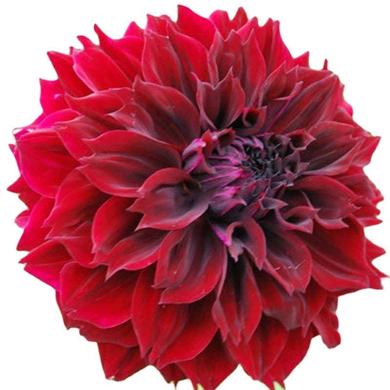 Perennial bulbous flowering plant, sweet potato flower, dahlia bulb, large balcony potted plant, garden plant.